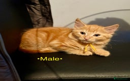 Mixed Breed cats for sale: Beautiful kittens for sale ~ 4 ginger, 1 tortie - Image 12