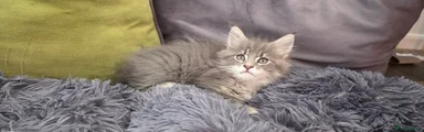 Olivier