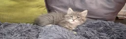 Maine Coon cats for sale: Maine coon kitten  - Advert 32