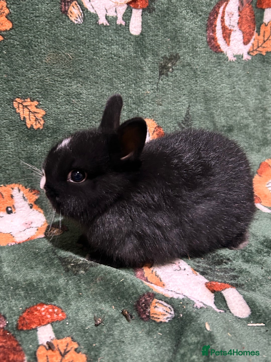 Netherland Dwarf rabbits for sale: Beautiful Baby Netherland dwarfs  - Image 4