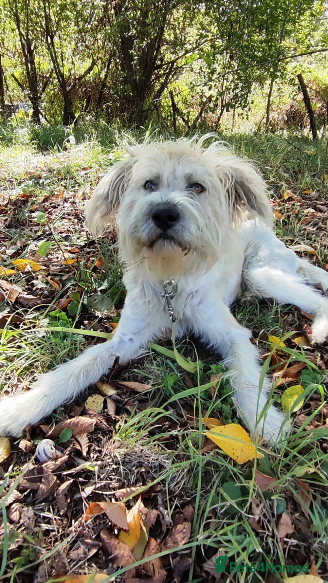Mixed Breed dogs for adoption: Randolph, 2 - 3 yrs. Available for adoption. - Image 29