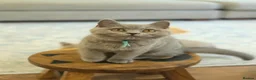 British Shorthair cats for sale: British Shorthair Kittens Teddy Bear chunky Teddys - Advert 13