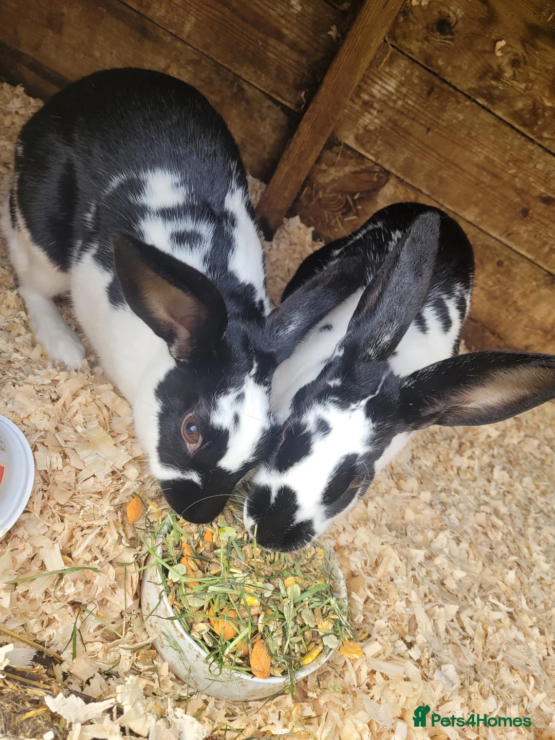 Belgian Hares rabbits for sale: 'Wren & Ruby' unique pair of female Belgian Hares - Advert 4