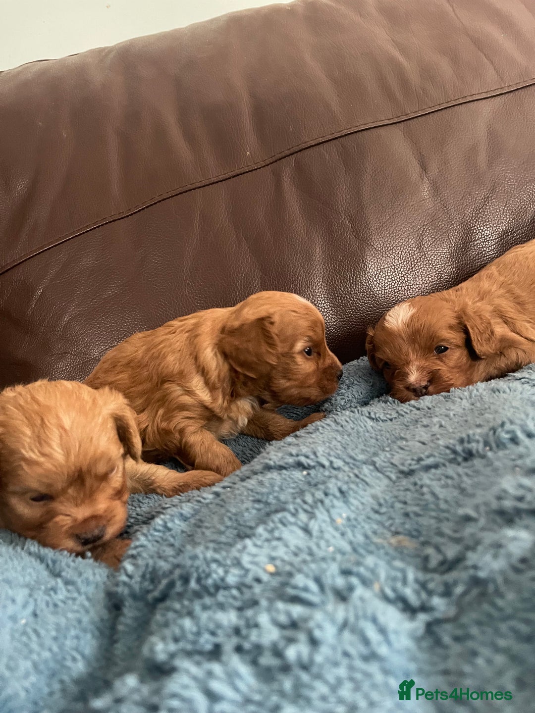 Cavapoo dogs for sale: Cavapoos puppies boys  - Image 8