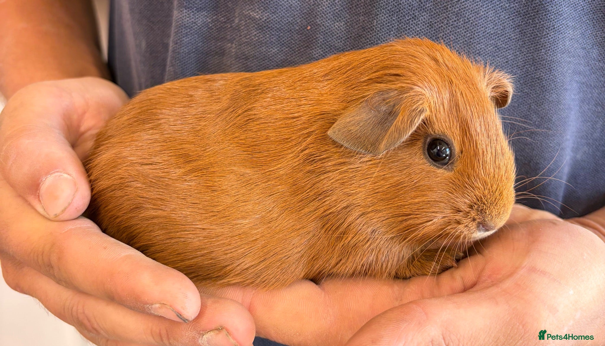 Guinea Pig rodents Last 2 ginger boys remaining  - Advert 2
