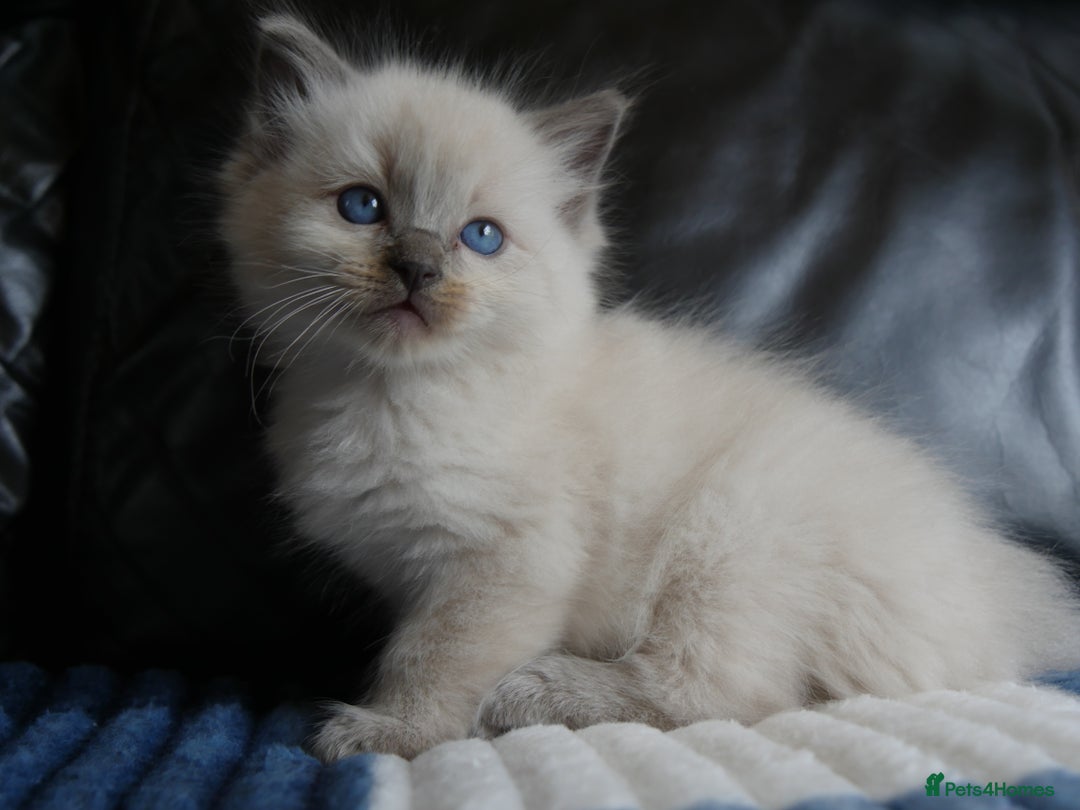 Ragdoll cats for sale: Little boy is looking for a forever home  - Image 6