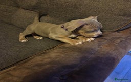 American Bully dogs for sale: American pocket bullys - Image 8