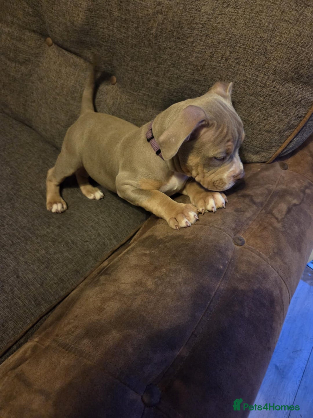 American Bully dogs for sale: American pocket bullys - Image 8
