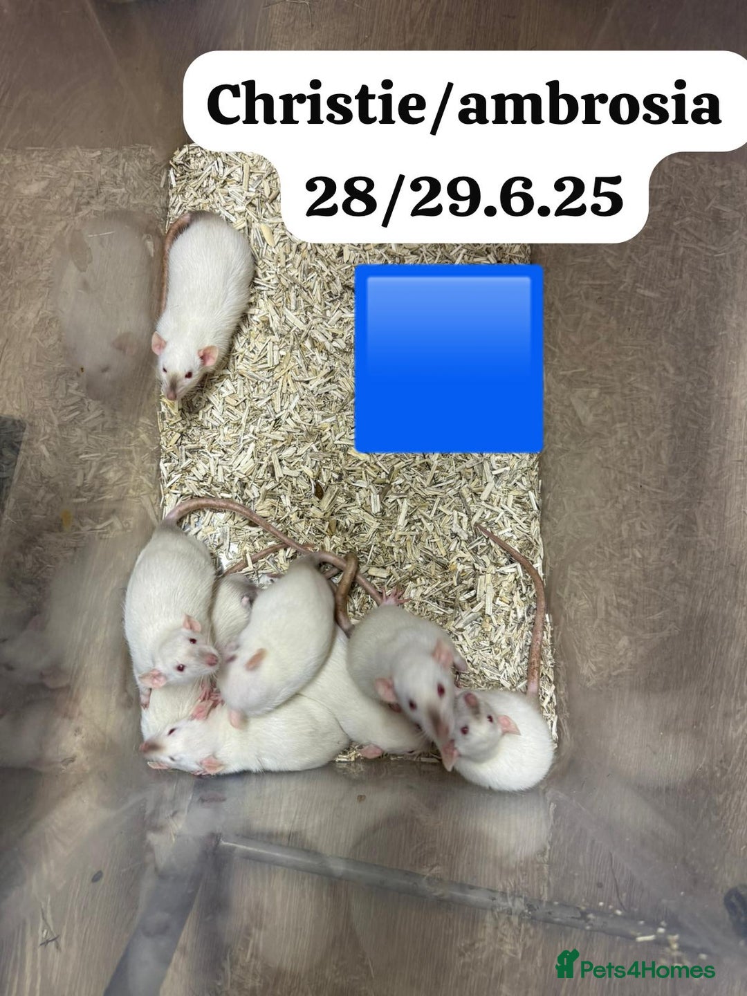 Rat rodents for sale: Baby and young rats ready now. Sheffield - Image 9