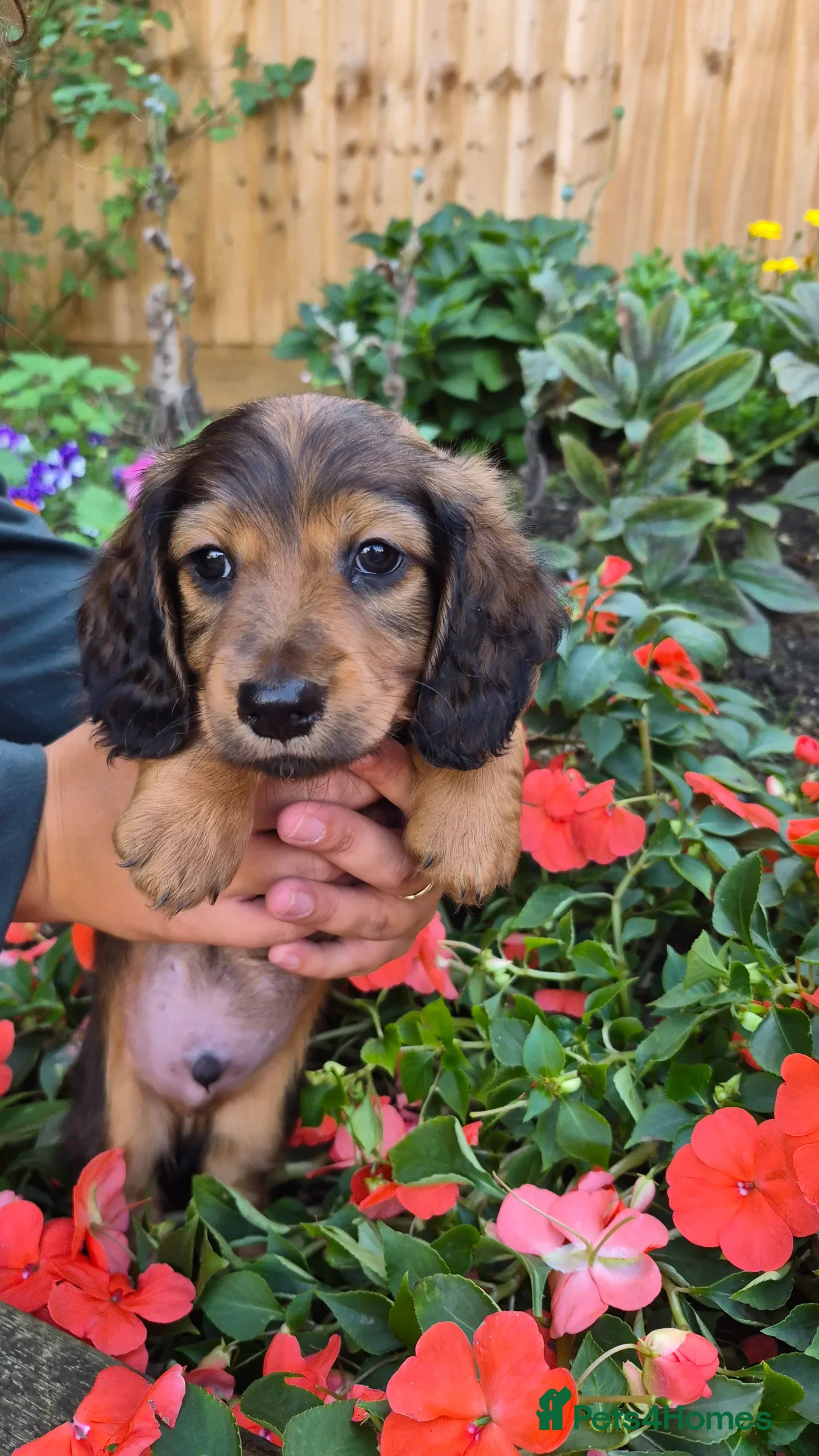 Miniature Dachshund dogs 4 beautiful long haired miniature dachshund pups - Advert 7