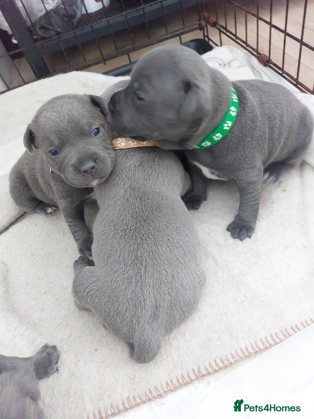 Staffordshire Bull Terrier dogs for sale: Blue Staffordshire Bull Terrier 🐶 Puppies 🐶 - Image 34