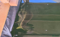 Pond Fish fish for sale: Large stergeon - Image 2
