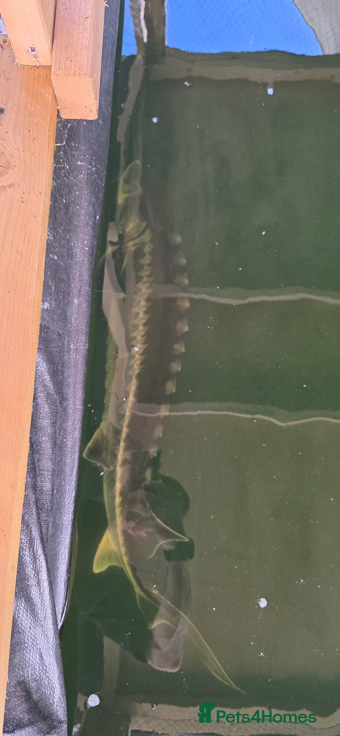 Pond Fish fish for sale: Large stergeon - Image 2