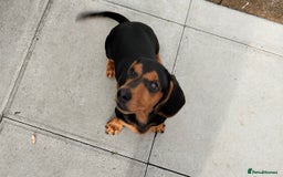 Dachshund dogs for sale: 💜 1st and 2nd jabs, ready to leave. 🐕 - Image 16