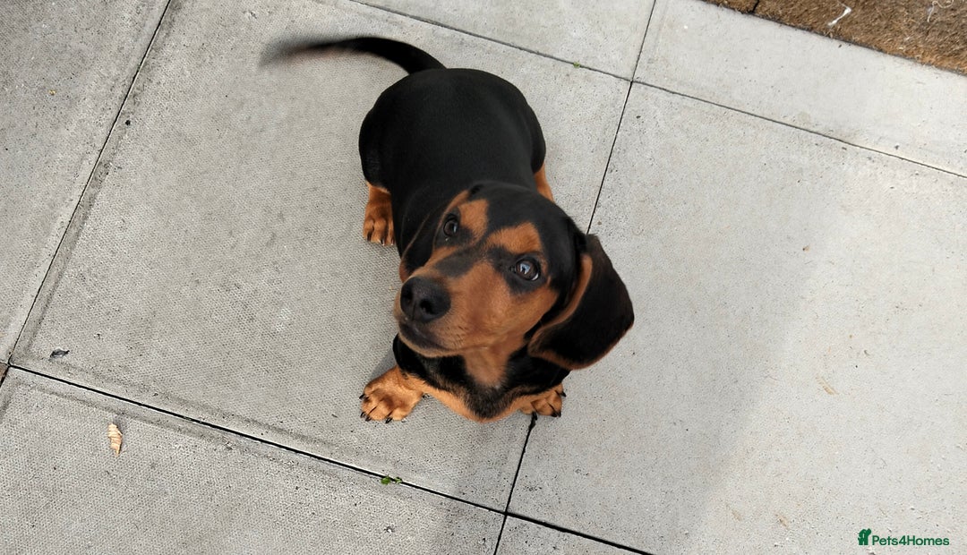 Dachshund dogs for sale: 💜 1st and 2nd jabs, ready to leave. 🐕 - Image 16