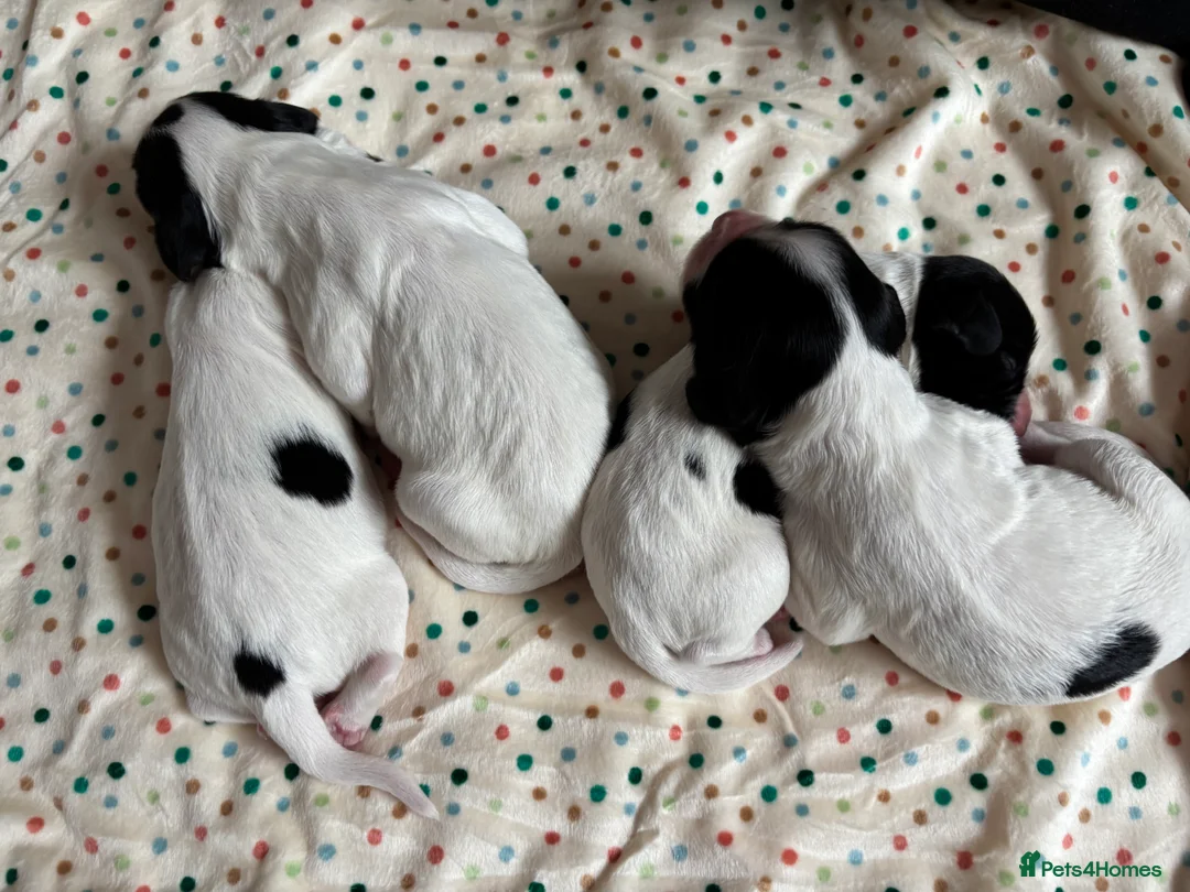 Cocker Spaniel dogs for sale: Working cocker spaniel puppies (White & Black) in Cardiff - Advert 15
