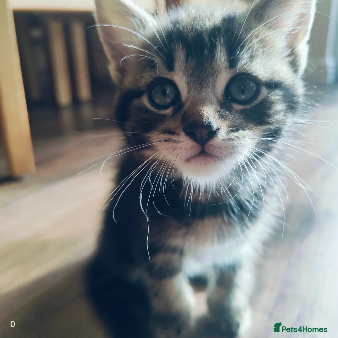 Maine Coon cats for sale: Stunning Maine Coon cross Boys-5 Beautiful fluffy - Advert 15