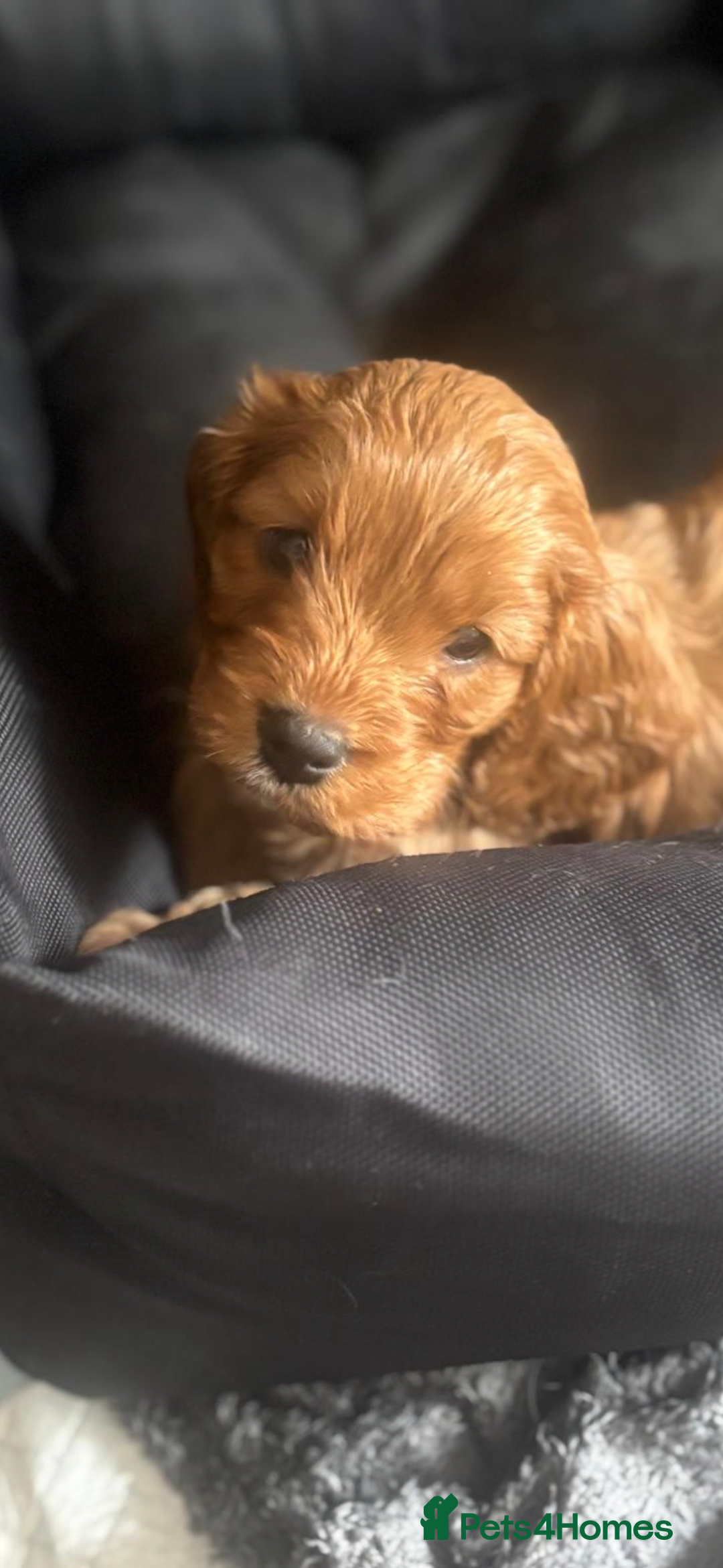 Cavapoo dogs for sale: King Charles Cavalier x Cavapoo - Image 11