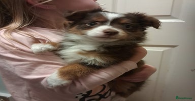 Australian Shepherd dogs in York - Advert 14
