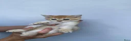 Scottish Fold cats for sale:  PUREBRED SCOTTISH FOLD GOLDEN CHINCHILLA KITTENS  - Advert 20