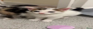 Cornish Rex 3