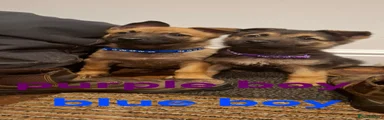 Purple collar