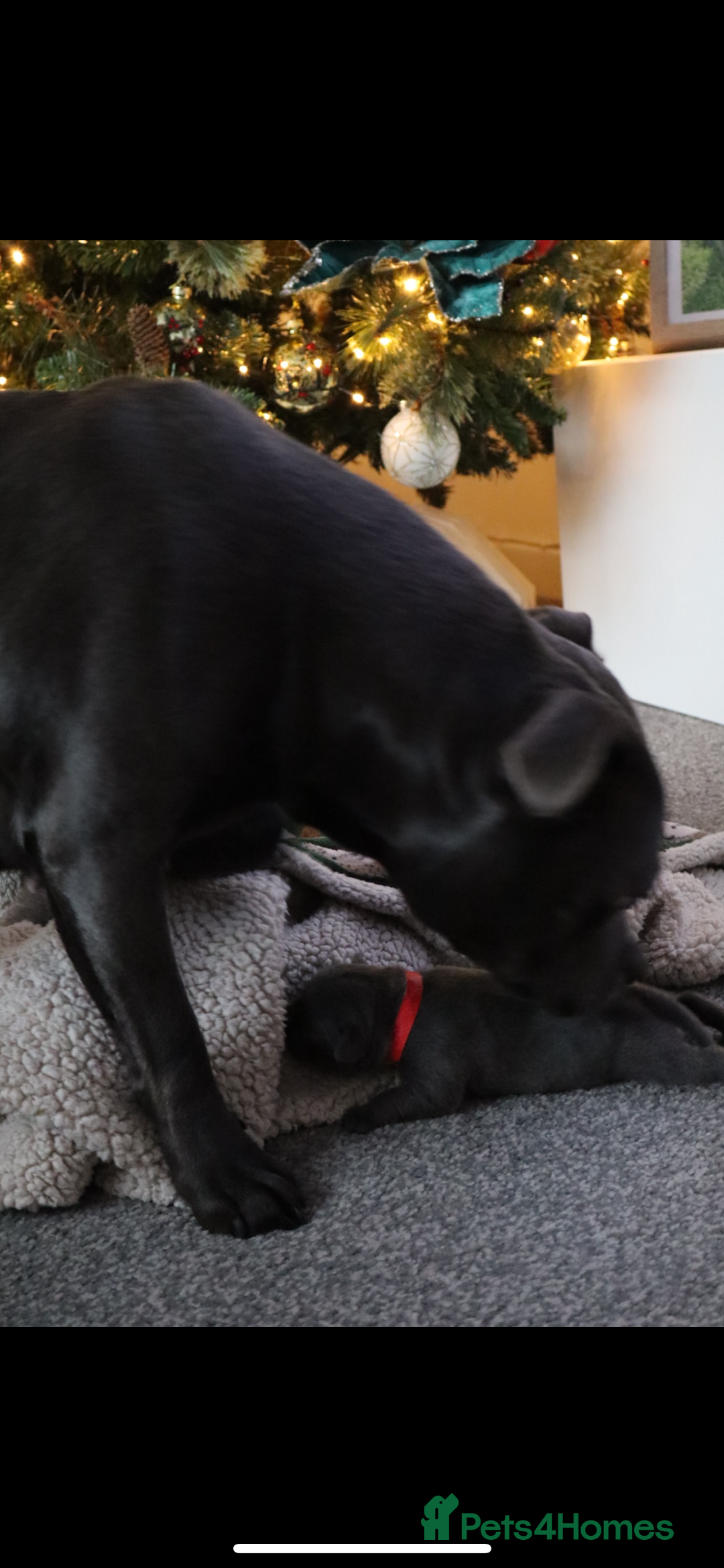 Staffordshire Bull Terrier dogs for sale: 6 blue Staffordshire bullterrier puppies for sale  - Advert 11