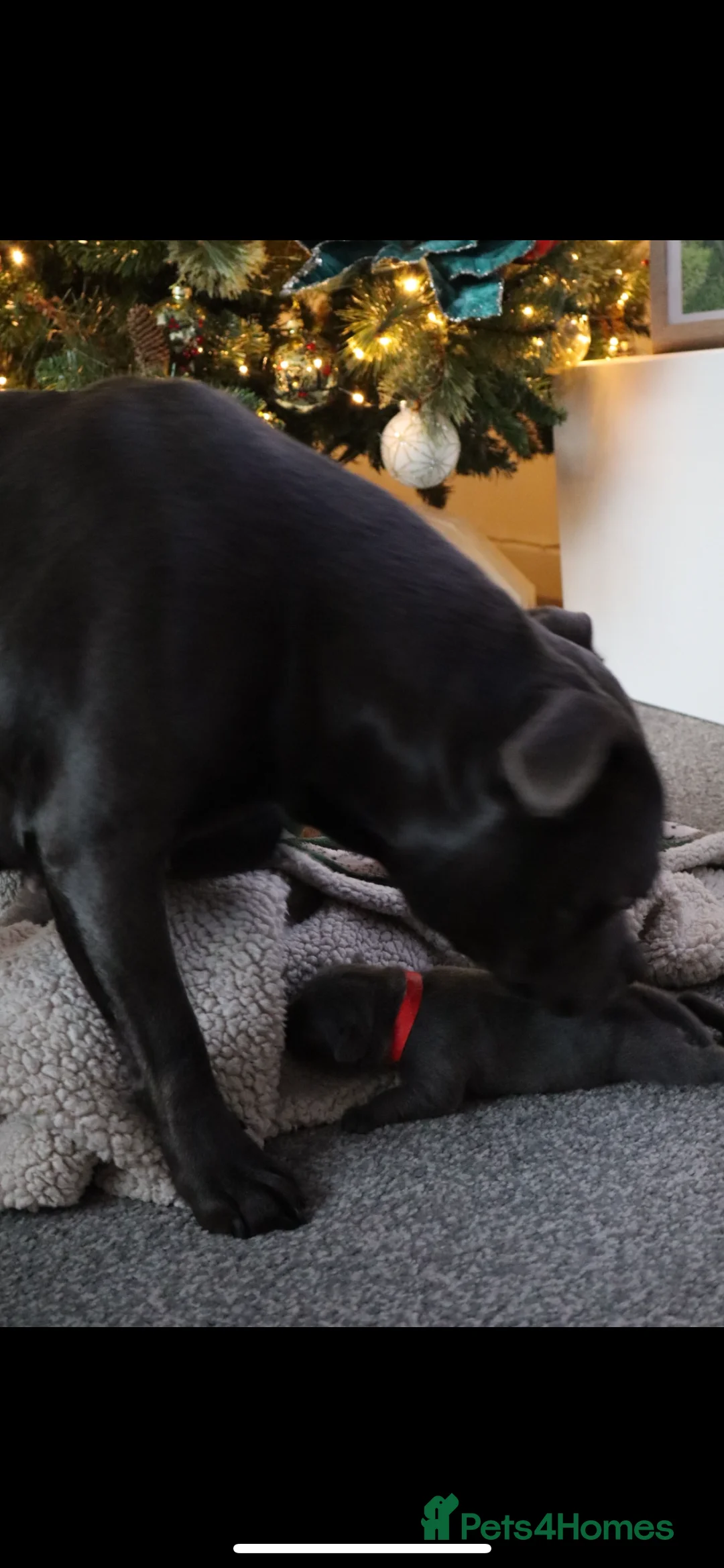 Staffordshire Bull Terrier dogs for sale: Only 1 available ; Blue Staffordshire bullterrier - Advert 17