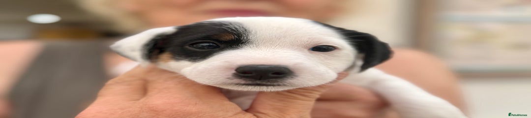 Parson Russell Puppy 1