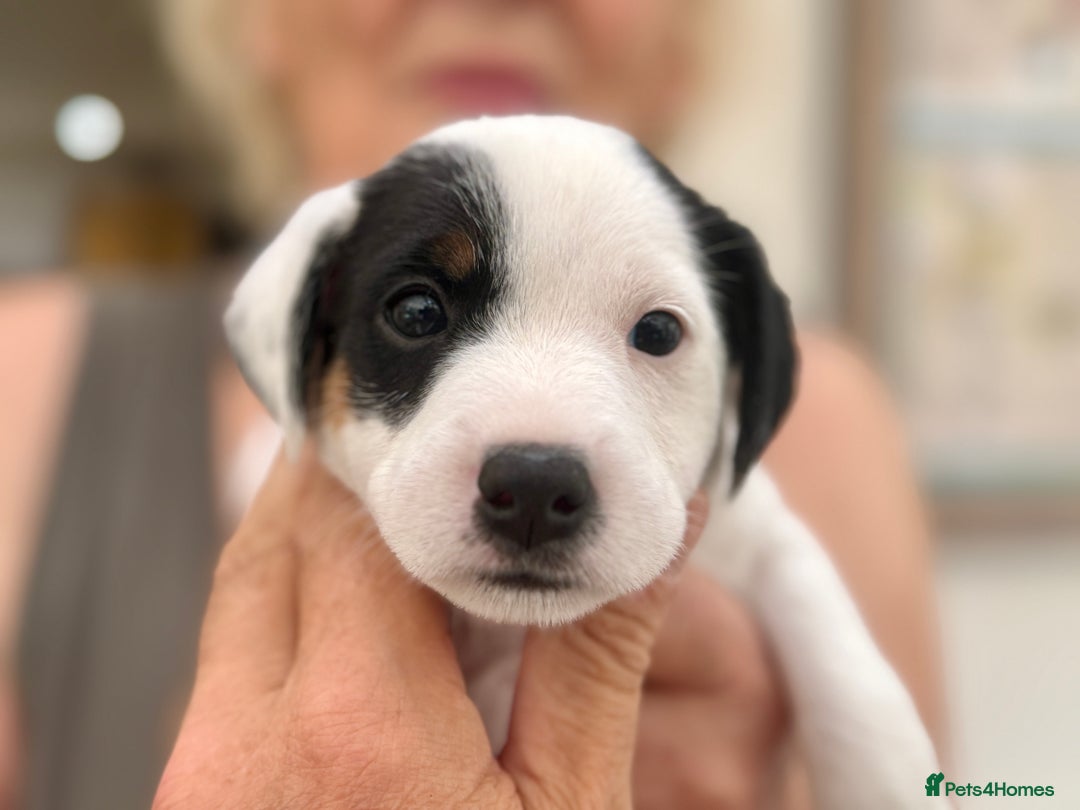 Parson Russell dogs for sale: Kennel Club Parsons Champions - Image 6
