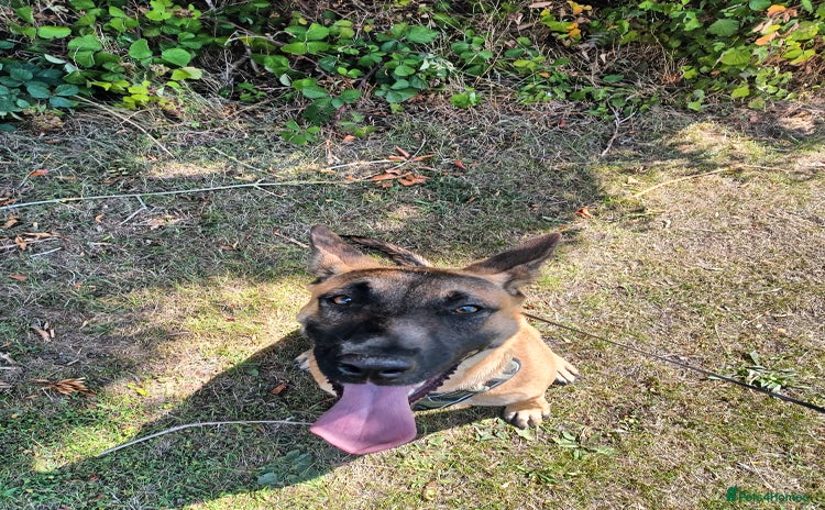 Belgian Shepherd Dog dogs - Advert 1