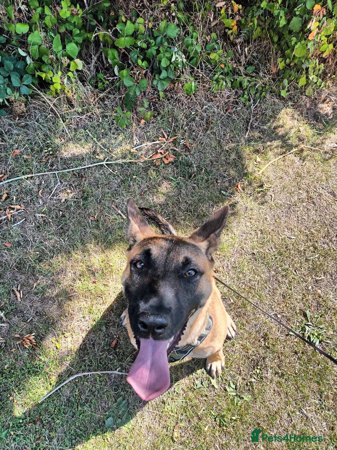 Belgian Shepherd Dog dogs for sale: Lovely girl 10 months old - Image 1