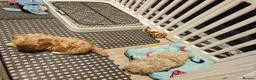 Maltipoo dogs for sale: Maltipoo F1 Toy Size, KC Parents, DNA Tested Clear - Advert 11