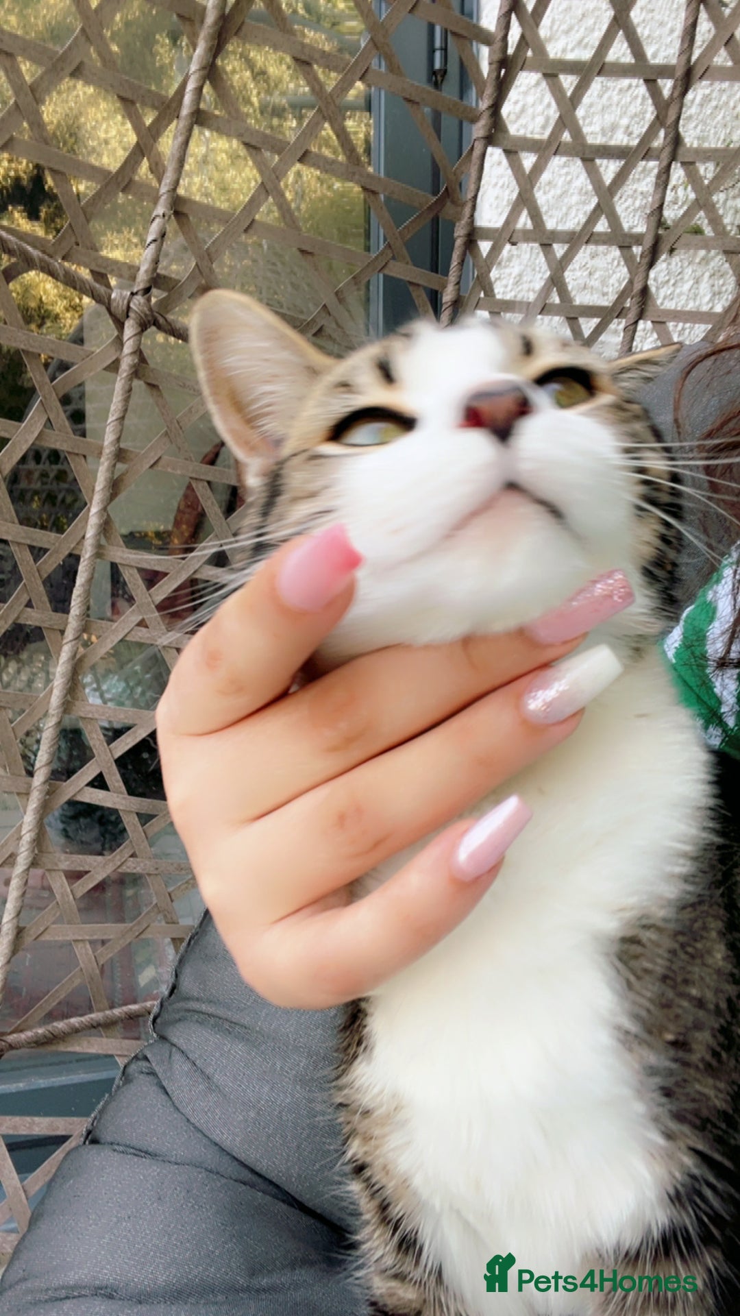 Mixed Breed cats for sale: Kitty cats  - Image 1