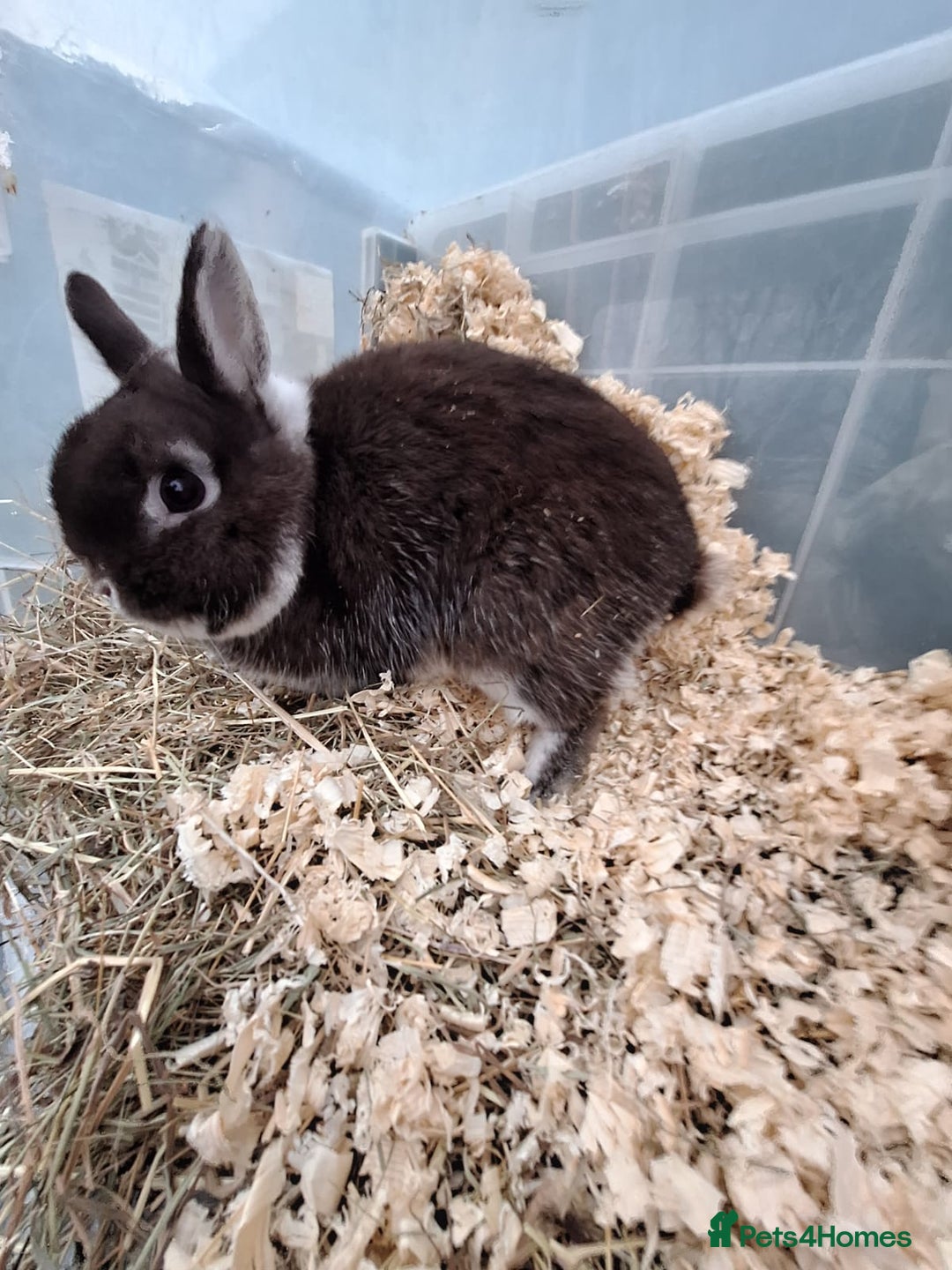 Netherland Dwarf rabbits for sale: 4 Netherland dwarf buck rabbits for sale £40 each  - Advert 11