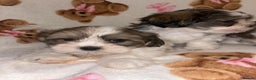 Shih Tzu dogs for sale: Shih Tzu Puppies  - Advert 12