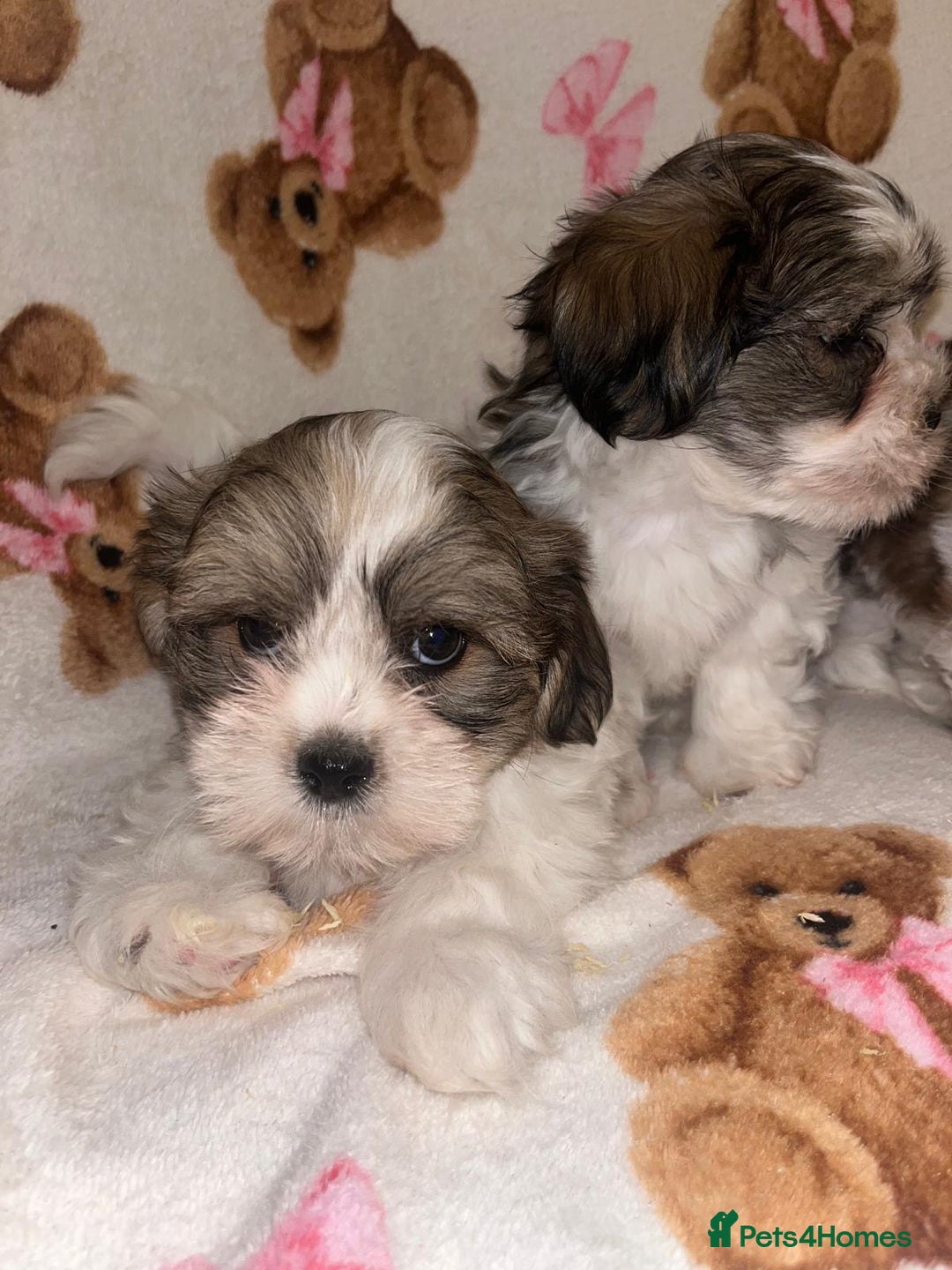Shih Tzu dogs for sale: Shih Tzu Puppies  - Advert 12