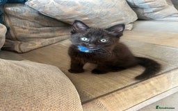 Norwegian Forest Cat cats for sale: Brown Norwegian Forest Cats  in Coventry - Image 9