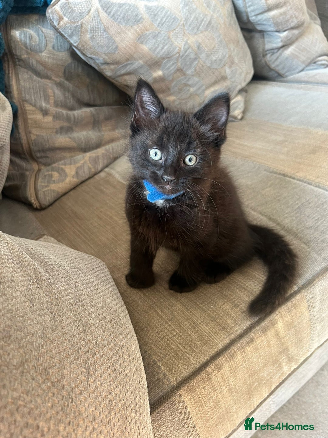 Norwegian Forest Cat cats for sale: Brown Norwegian Forest Cats  in Coventry - Image 9