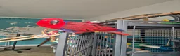 Parrots birds for sale: Eclectus parrot female 8 months old nearly in Preston - Advert 9