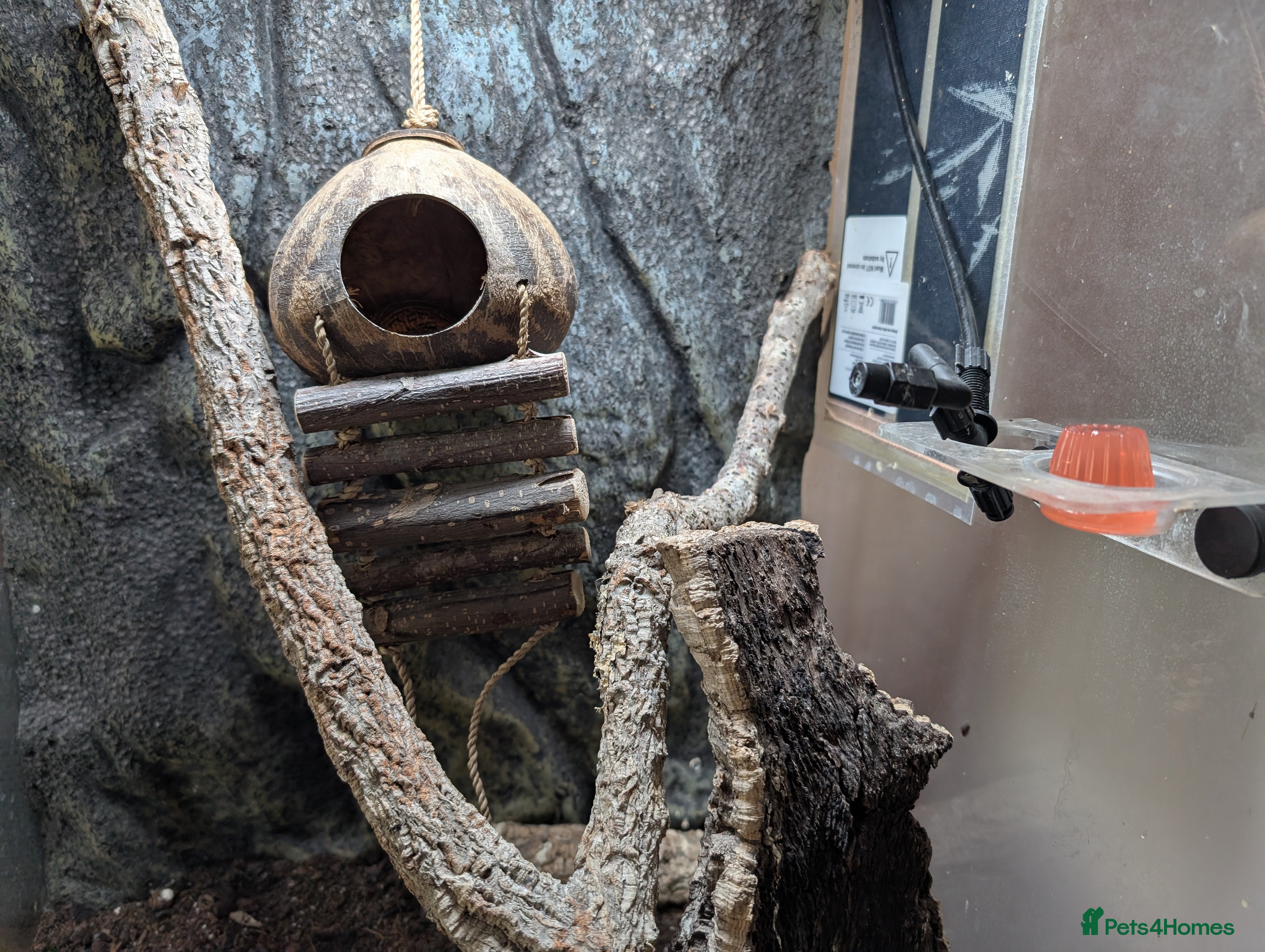 Gecko reptiles Gargoyle Gecko with Housing for Sale in Bordon - Advert 15