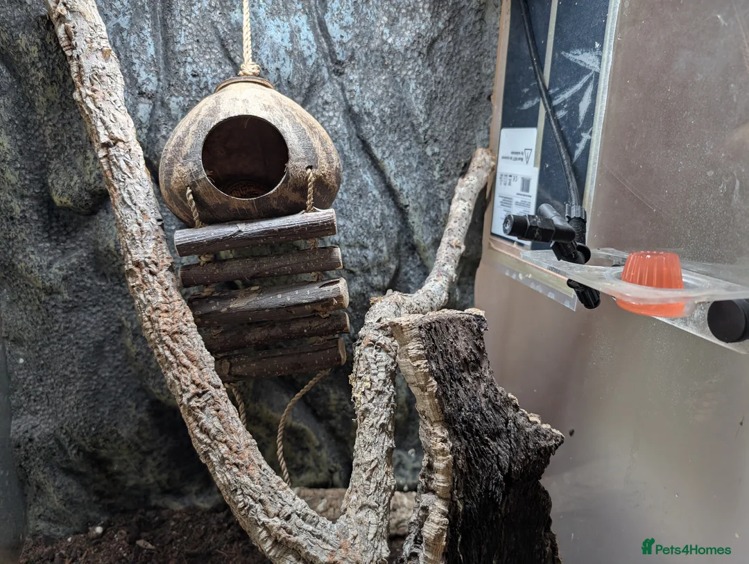 Gecko reptiles for sale: Gargoyle Gecko with Housing for Sale - Advert 1