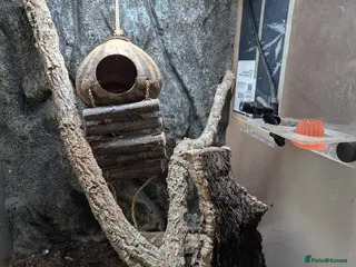 Gecko reptiles Gargoyle Gecko with Housing for Sale in Bordon - Advert 12