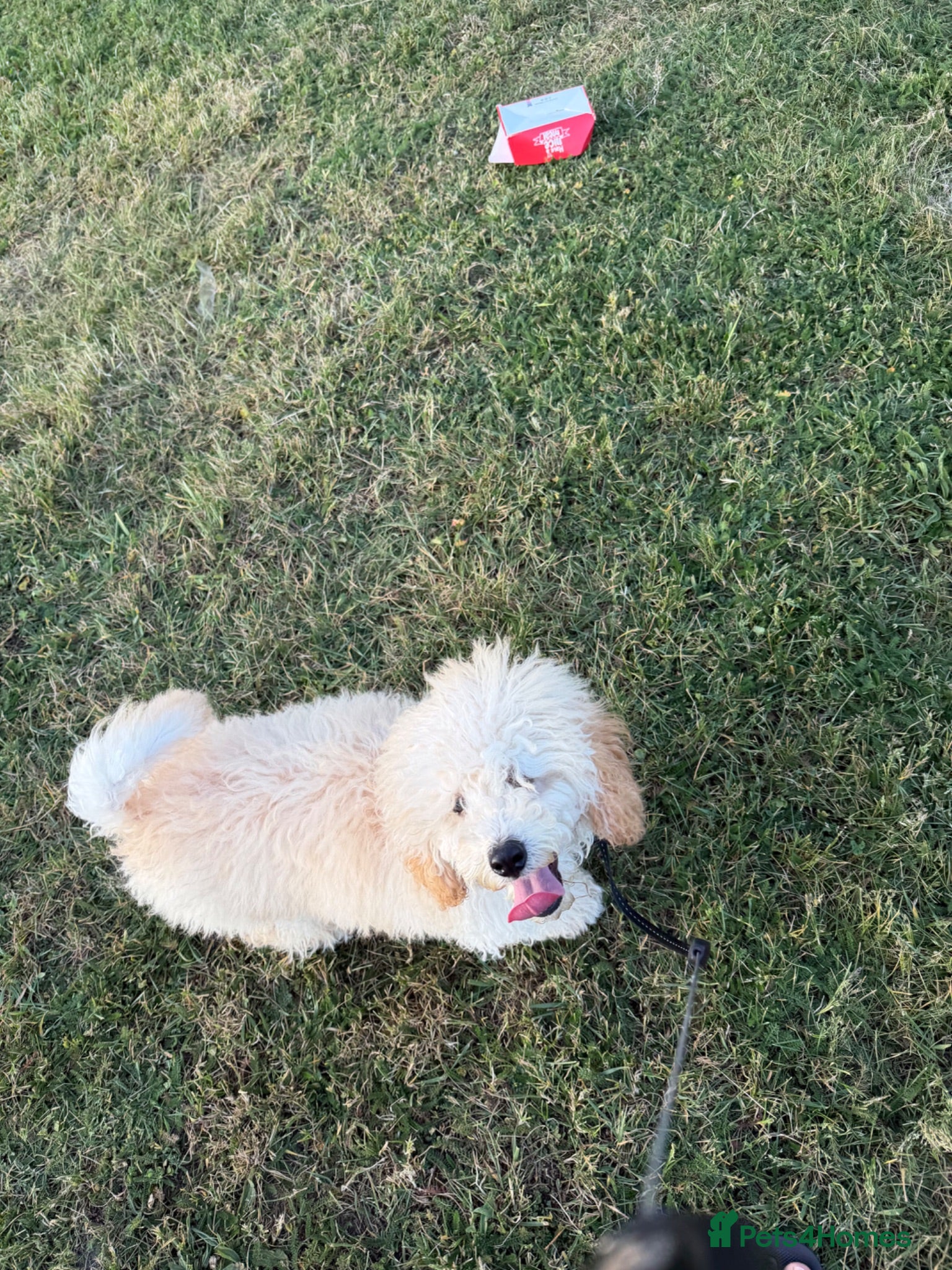 Miniature Poodle dogs Miniature Poodle Boy – 6 Months Old  - Advert 1