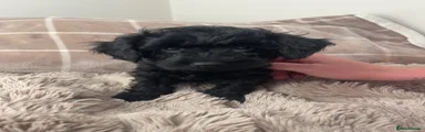 Cockapoo 2