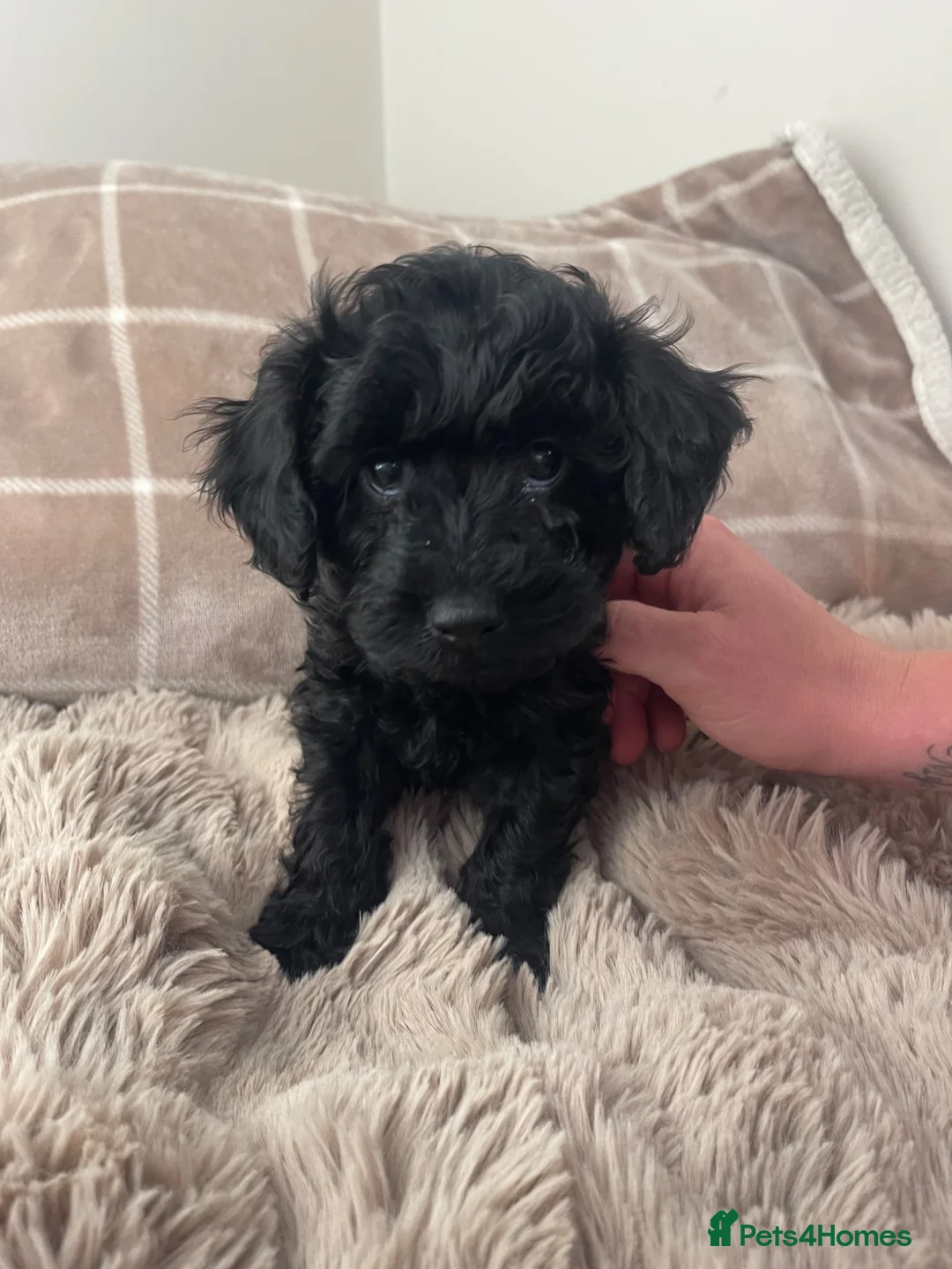 Cockapoo dogs for sale: READY NOW F1B Toy Cockapoo - Advert 1