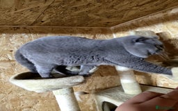 British Shorthair cats for stud: BEST QUALITY STUD -IMPORTED FROM EU in Cheltenham - Image 14