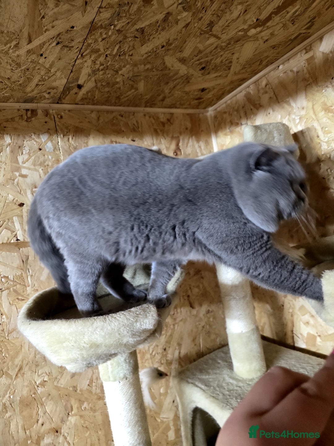British Shorthair cats for stud: BEST QUALITY STUD -IMPORTED FROM EU in Cheltenham - Image 14