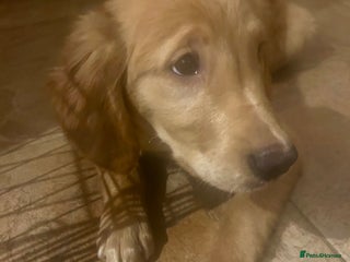 Golden Retriever dogs Trained Golden Retriever for sale - Advert 1
