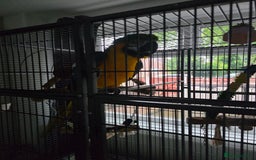 Macaws birds for sale: Dave looking for a new home - Image 1